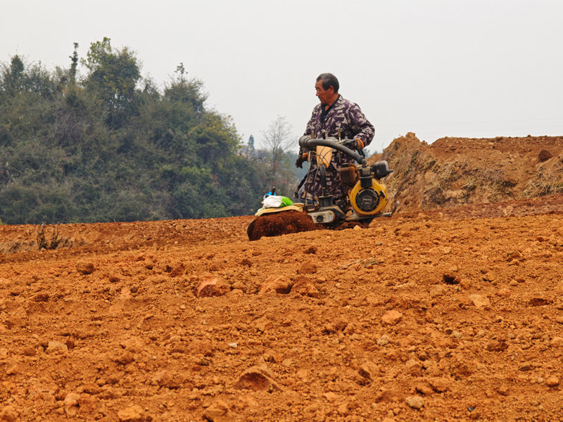 藥農在田間種植中藥材太子參並用機器覆土。鄭旭攝