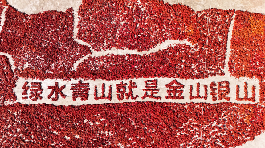 村民在貴州省貴定縣寶山街道山桐子基地晾晒山桐子。 石銀超攝