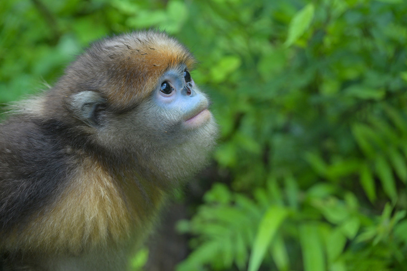 貴州梵淨山國家級自然保護區黔金絲猴研究中心的黔金絲猴