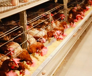 仁怀市五马镇：智能鸡舍产“金蛋”