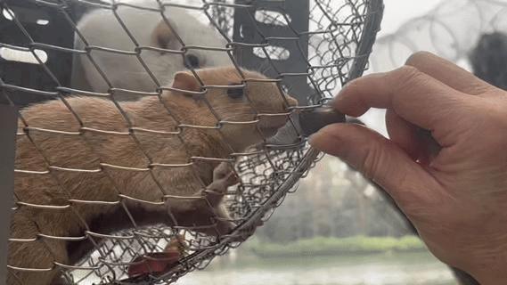 喂食小鬆鼠。