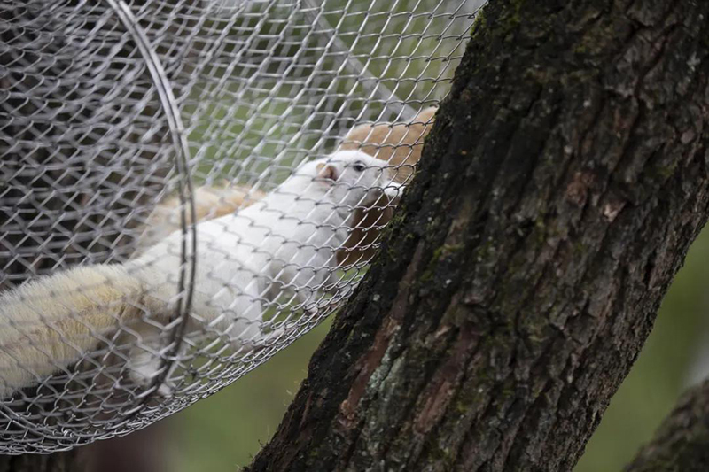 鬆鼠“空中食堂”通道。