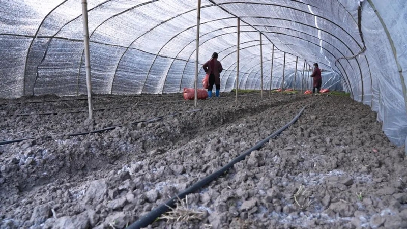 鬆桃蕉溪村：羊肚菌產業撐起群眾致富傘。
