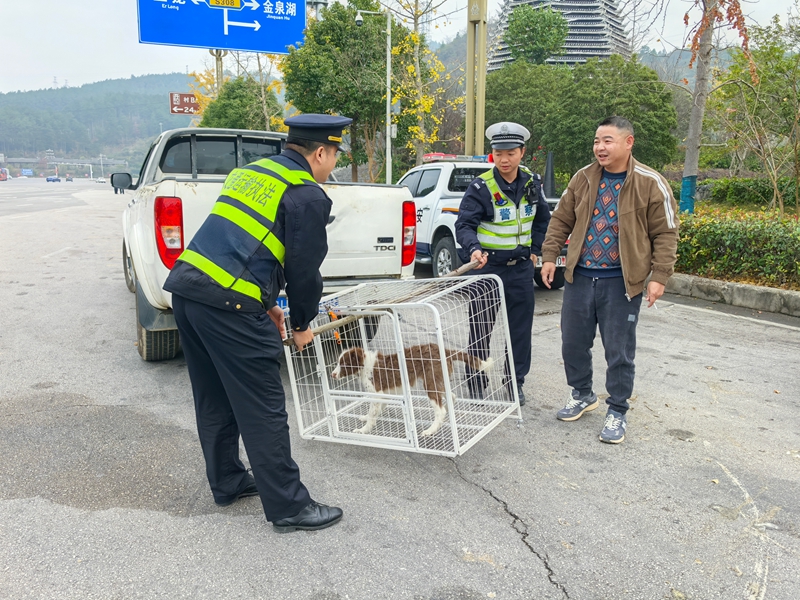 将宠物狗安全带下高速公路.jpg