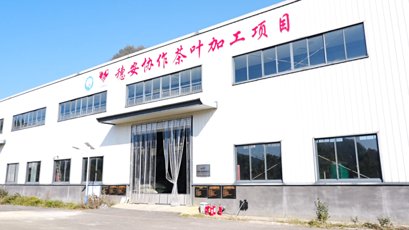东西部协作赋能 西秀区鸡场乡茶产业焕新颜。