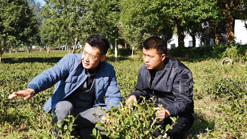 东西部协作赋能 西秀区鸡场乡茶产业焕新颜。