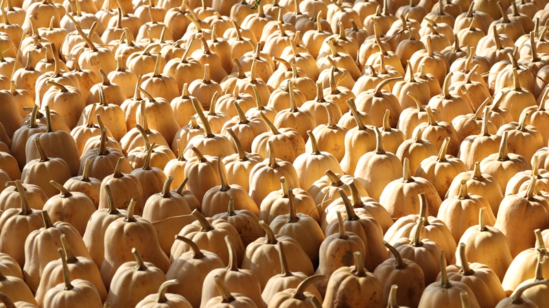 贵州独山田垄披绿果蔬香，硕果盈枝振兴忙。