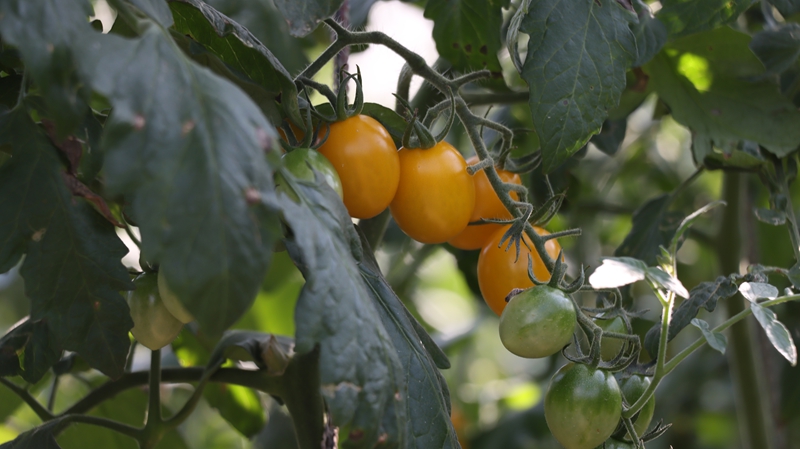 贵州独山田垄披绿果蔬香，硕果盈枝振兴忙。