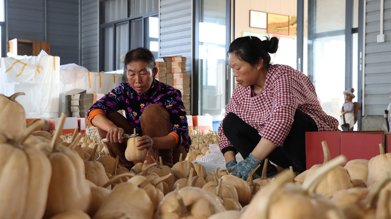 贵州独山田垄披绿果蔬香，硕果盈枝振兴忙。