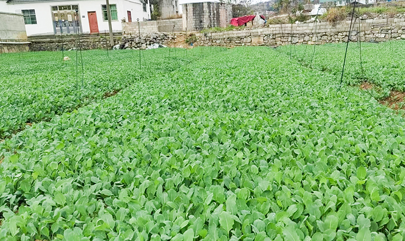 陳燕種植的新鮮蔬菜。