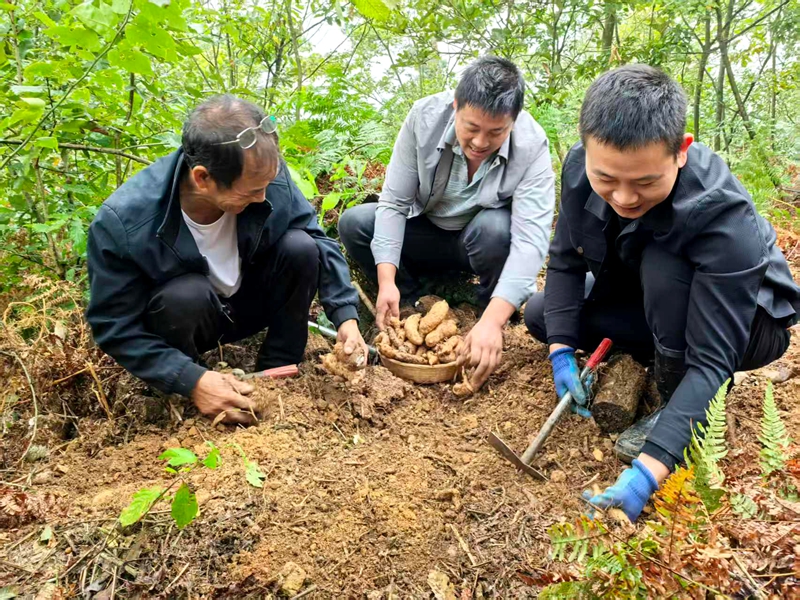5 图为群众种植中药材。朱泽素 摄.jpg