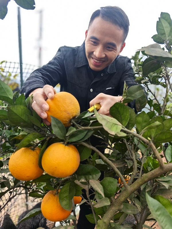 顾客正在采摘脐橙。.jpg