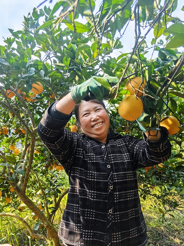 邹光彩正在采摘脐橙。.jpg
