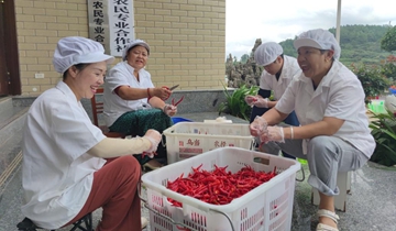 百宜辣椒：特色產業促農增收振興鄉村依托百宜辣椒獲得中國國家地理標志証明商標，該鎮黨委政府積極引導廣大村民擴大百宜辣椒種植，全鎮種植面積達7000多畝，年產量180多萬斤，主要以制作糟辣椒和干辣椒進行銷售……