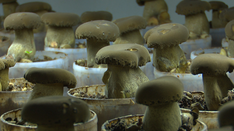 貴州宏臻菌業二期項目正式投產。