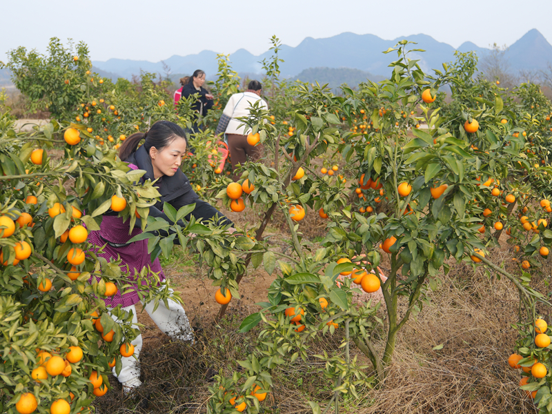 200畝柑橘成熟採收。