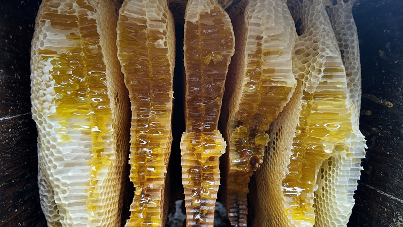 金黃透亮的蜂蜜 彭垚 攝.jpg