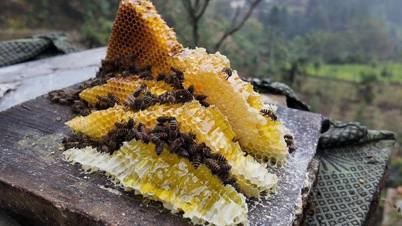 蜜蜂縈繞在金黃的蜂巢上 彭垚 攝.jpg