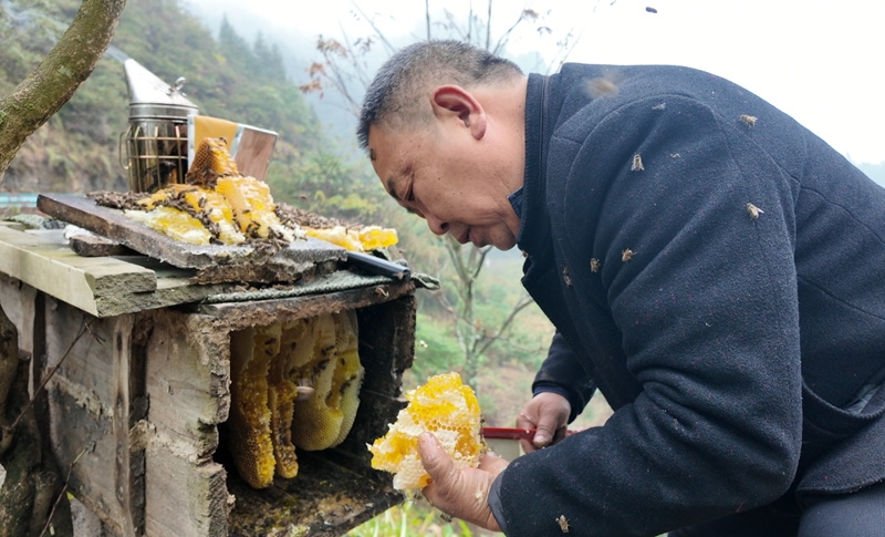 王興倫正在取出沉甸甸的巢胚 彭垚 攝.jpg