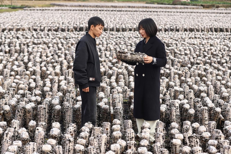 印江“小菌棒”撐起鄉村產業振興的“大脊梁”。