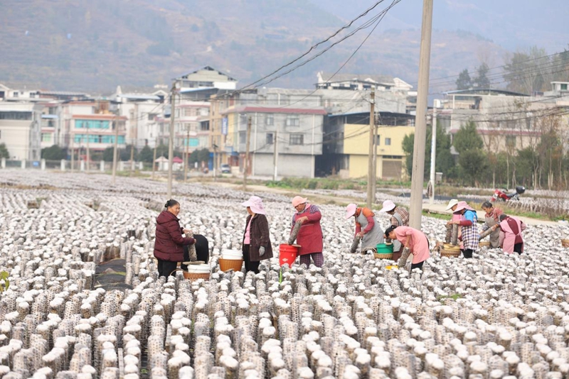 印江“小菌棒”撐起鄉村產業振興的“大脊梁”。