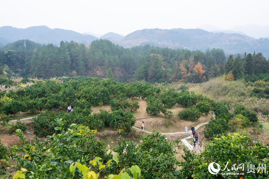 贵州省德江县潮砥镇的脐橙种植基地。人民网记者 涂敏摄
