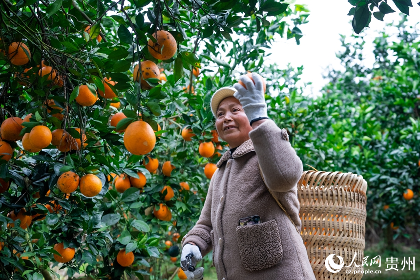 果农在基地内采摘成熟的脐橙。人民网记者 涂敏摄