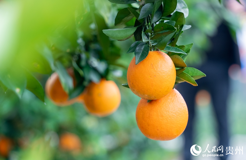 基地内成熟的脐橙。人民网记者 涂敏摄