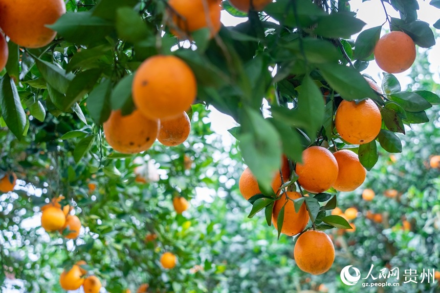 基地内成熟的脐橙。人民网记者 涂敏摄