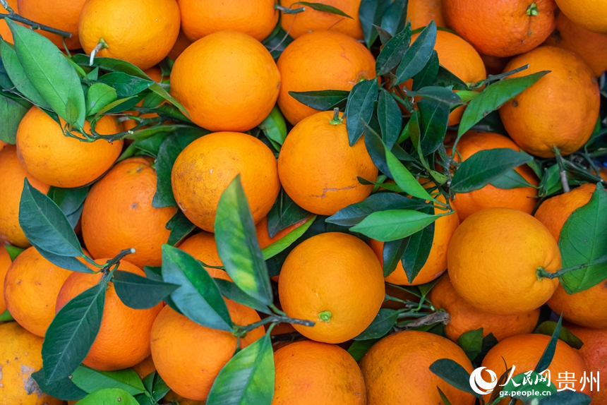 果农刚刚采摘的脐橙。人民网记者 涂敏摄