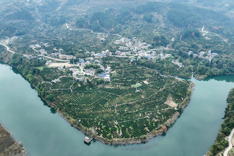 航拍贵州省德江县潮砥镇新华社区脐橙基地。（江县融媒体中心供图.jpg