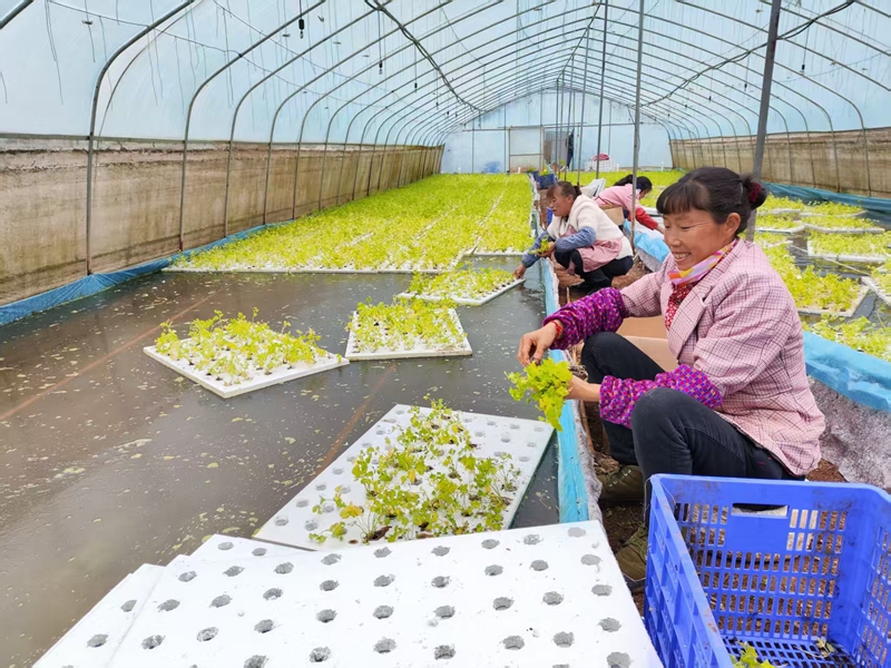 1.貴州奕豐稼農業發展有限公司員工在扦插水培芹菜秧苗。鄢永華攝.jpg