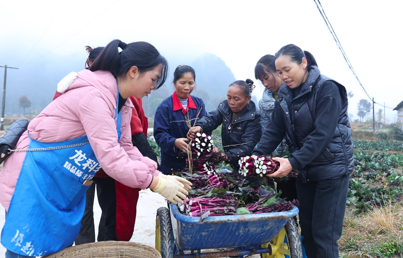 菜苔种出致富路。