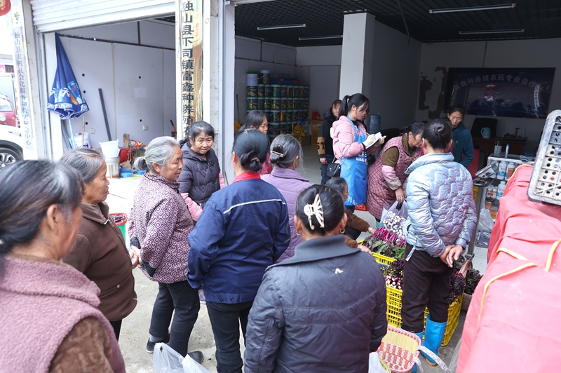 菜苔种出致富路。