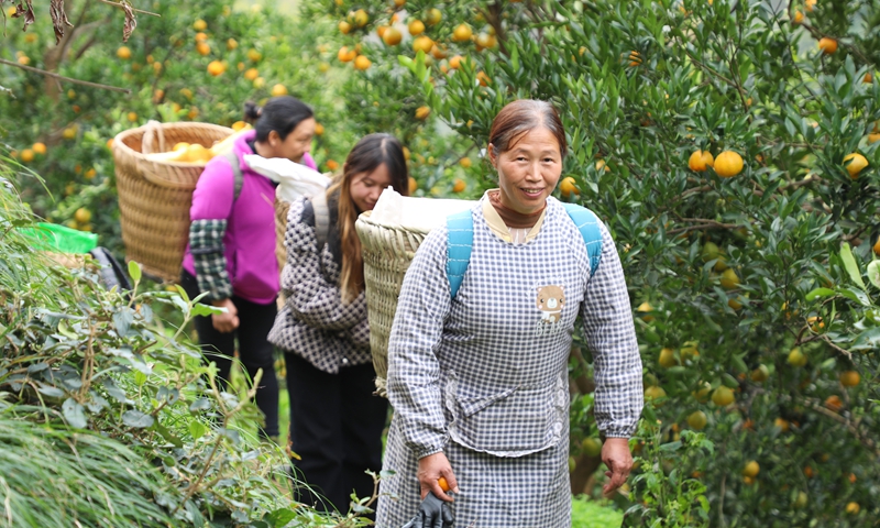 剛採摘結束的果農們 。陳桂良攝.JPG