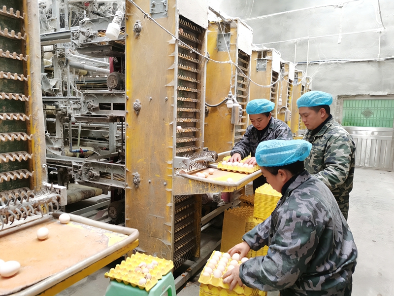 都匀开发区壹零捌农业蛋禽有限公司的生态养鸡场。