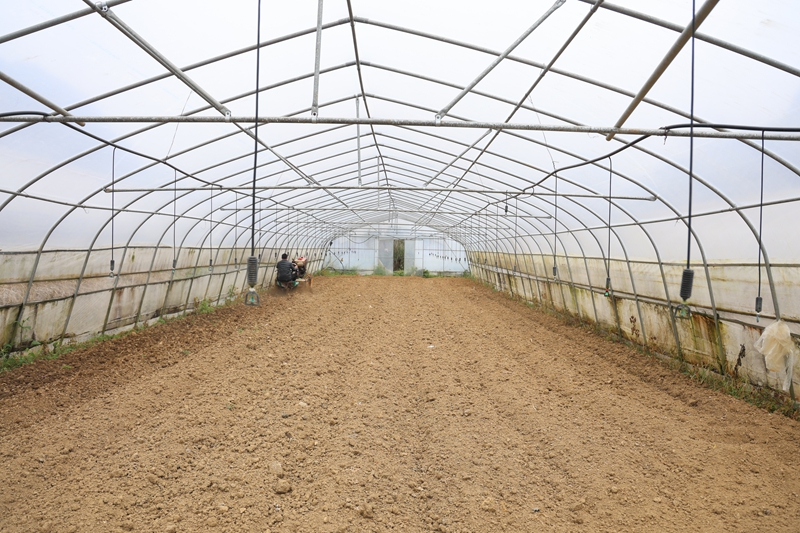 对坡镇大堡村大棚蔬菜种植基地 夏文婧 摄2.JPG
