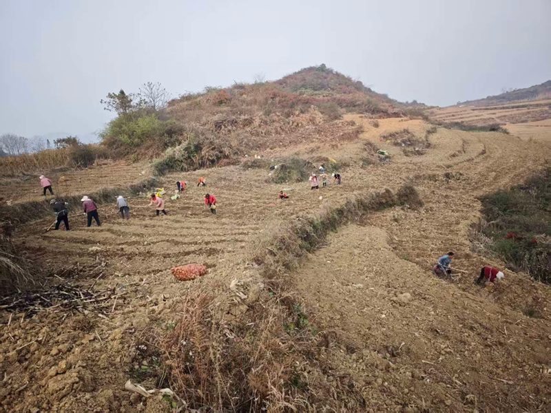 对坡镇建华村百合种植基地 夏文婧 摄.jpg