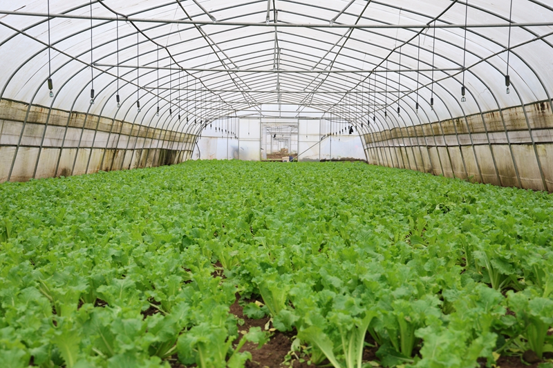 对坡镇大堡村大棚蔬菜种植基地 夏文婧 摄1.JPG