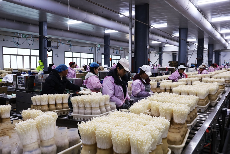 威宁雪榕金针菇二厂生产车间，工人正在生产金针菇。3.JPG