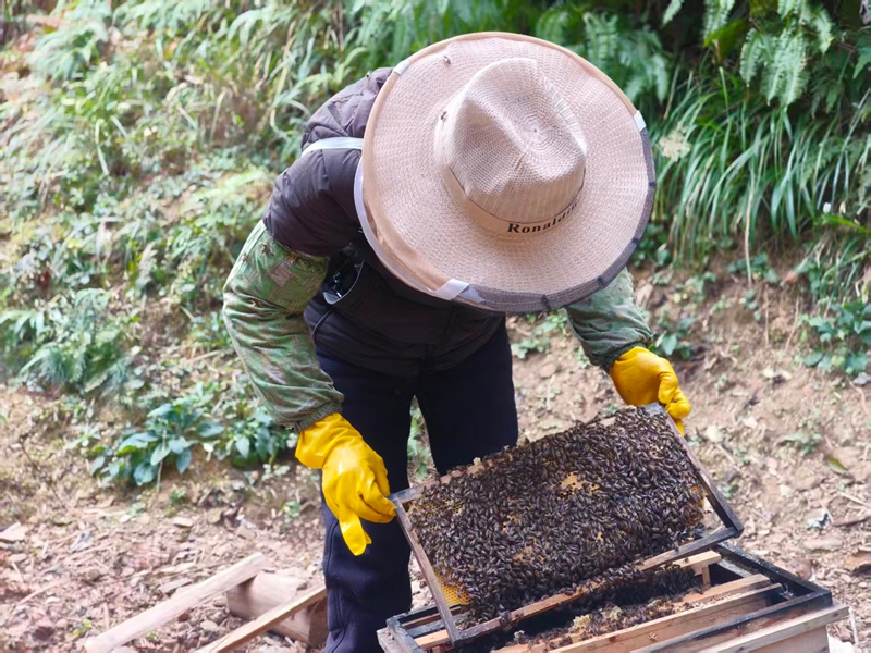 松桃尖山村蜂农打开蜂箱，准备采收蜂蜜。