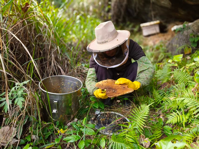 松桃尖山村蜂农在山洞里采收蜂蜜。