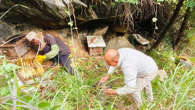 松桃尖山村蜂农现场割蜂巢，客商放心购买。