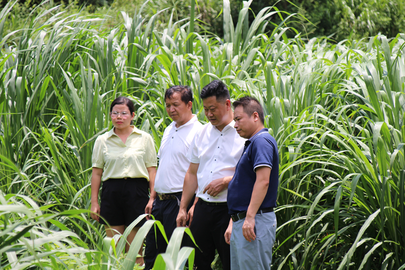 印江“农技专家服务小分队”指导村民牧草种植。