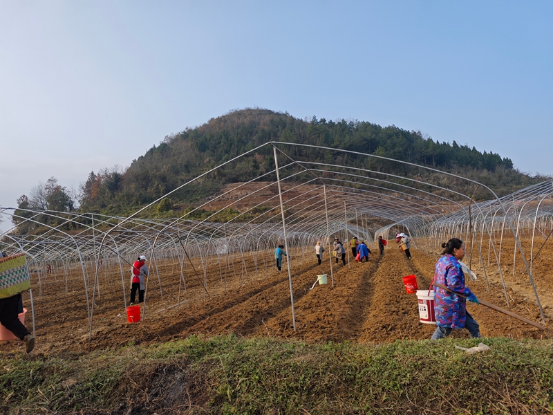 图为：食用菌种植现场