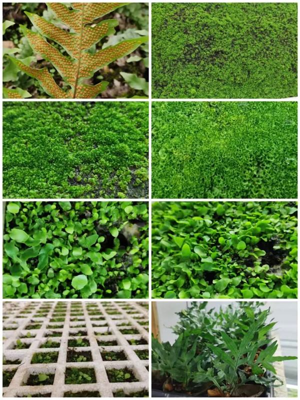 黔南民族師范學院珍稀物種繁育中心所培育槲蕨.jpg