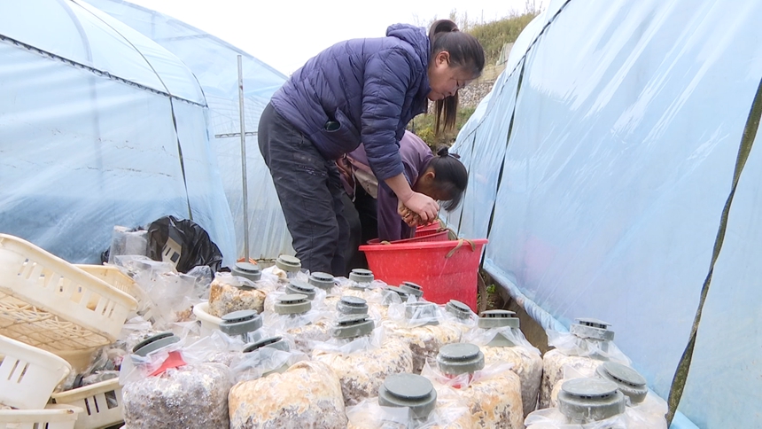 钟山区保华镇：“小菌种”撑起“致富伞” 助力乡村振兴。