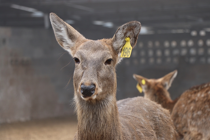 梨树镇上小河村梅花鹿养殖基地。刘娟摄