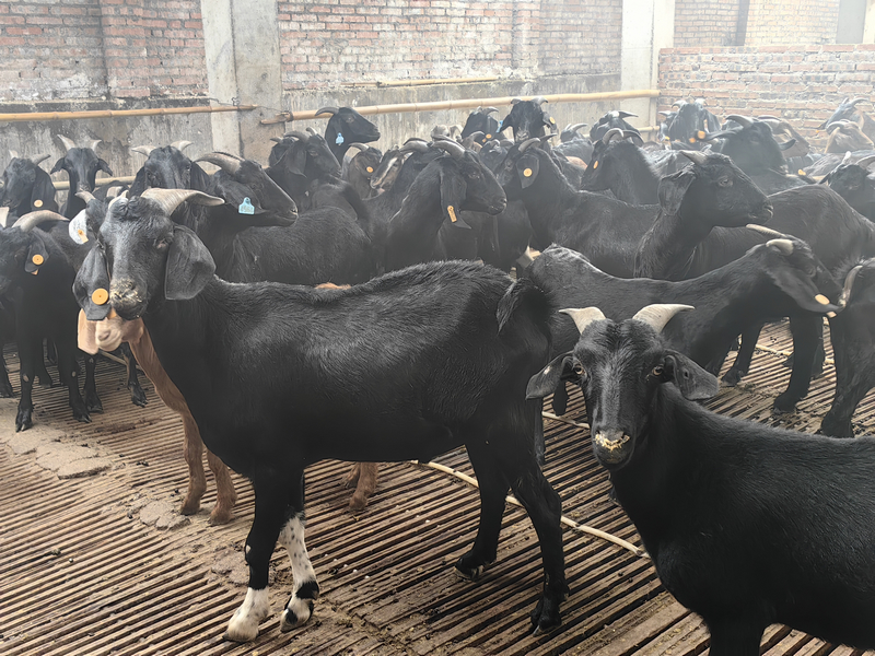 圈舍裡的麻羊。