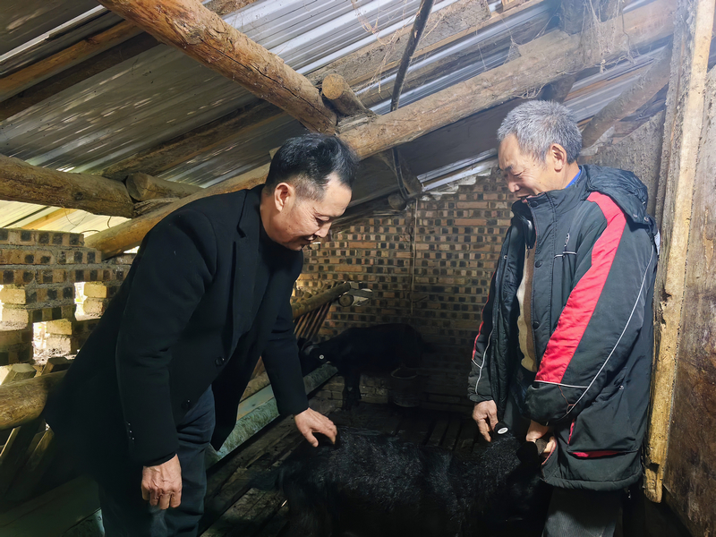 綜合服務中心工作人員正在養殖戶家查看麻羊長勢情況。